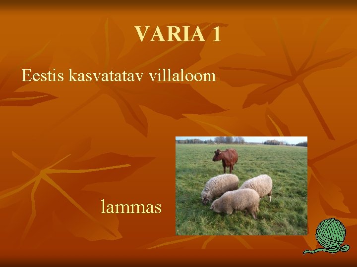 VARIA 1 Eestis kasvatatav villaloom lammas 