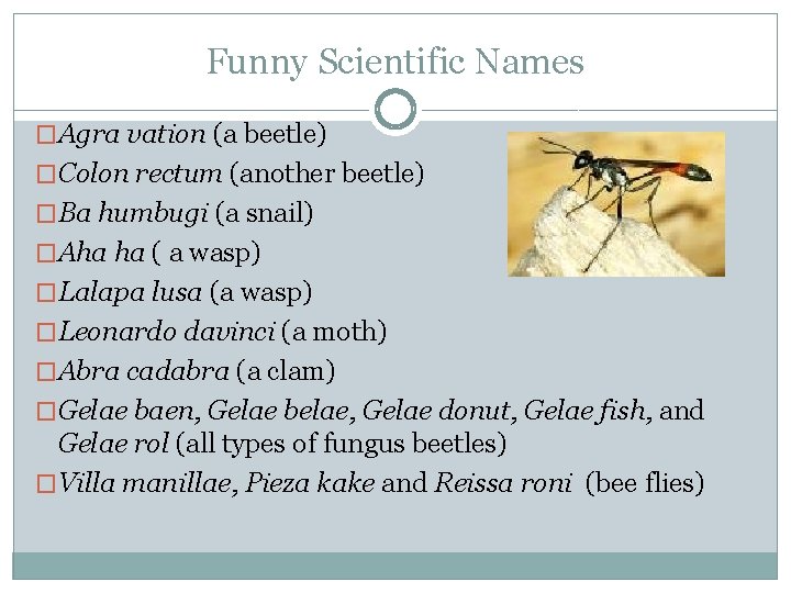 Funny Scientific Names �Agra vation (a beetle) �Colon rectum (another beetle) �Ba humbugi (a Funny Scientific Names �Agra vation (a beetle) �Colon rectum (another beetle) �Ba humbugi (a