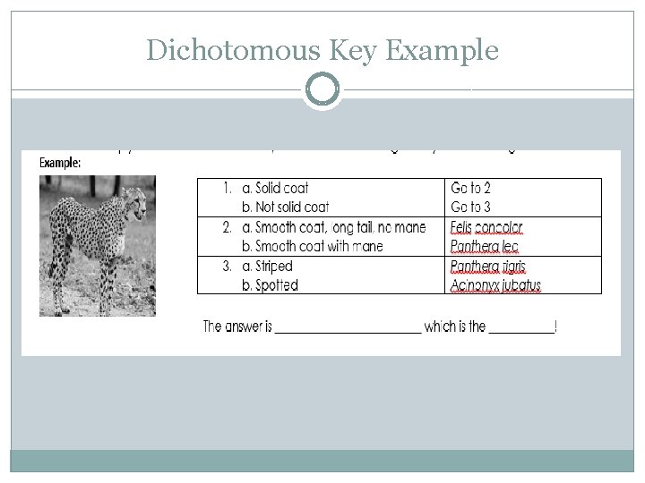 Dichotomous Key Example Dichotomous Key Example