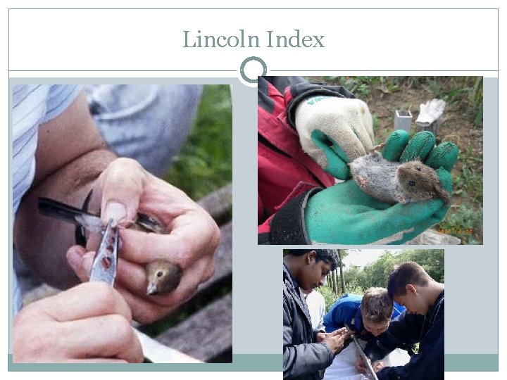 Lincoln Index Lincoln Index