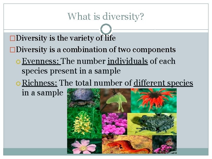 What is diversity? �Diversity is the variety of life �Diversity is a combination of What is diversity? �Diversity is the variety of life �Diversity is a combination of