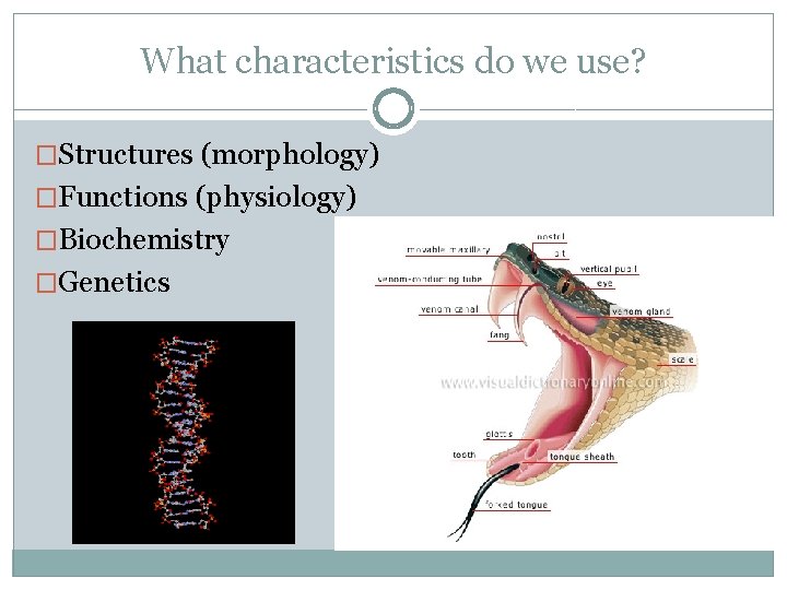 What characteristics do we use? �Structures (morphology) �Functions (physiology) �Biochemistry �Genetics What characteristics do we use? �Structures (morphology) �Functions (physiology) �Biochemistry �Genetics