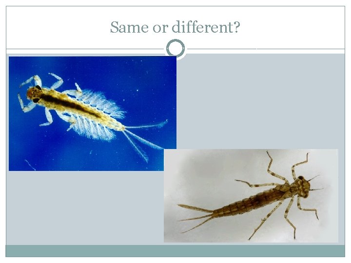 Same or different? Same or different?