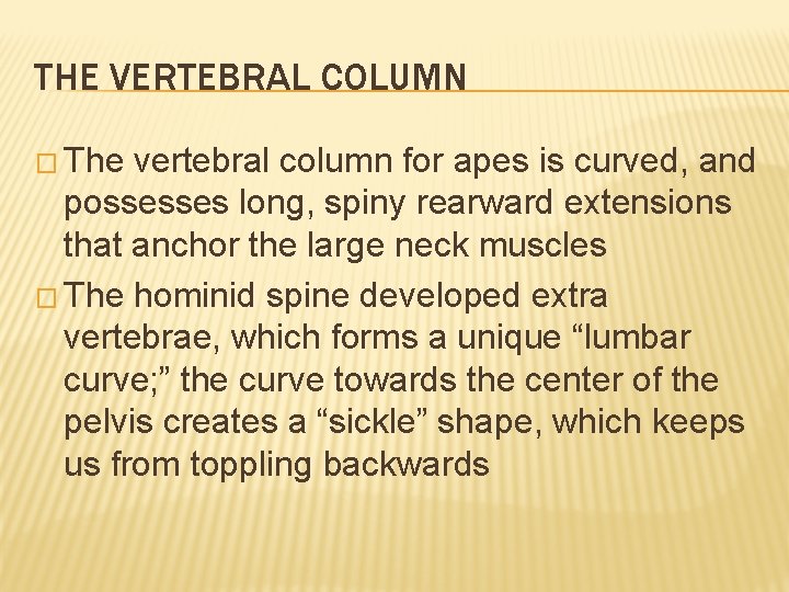 THE VERTEBRAL COLUMN � The vertebral column for apes is curved, and possesses long,