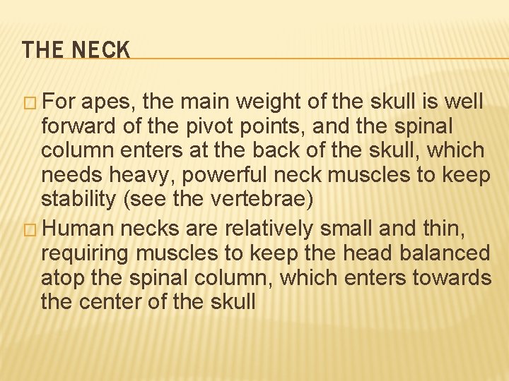 THE NECK � For apes, the main weight of the skull is well forward