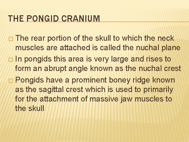 THE PONGID CRANIUM � The rear portion of the skull to which the neck