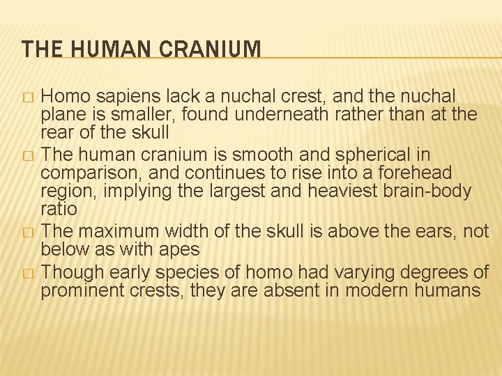 THE HUMAN CRANIUM Homo sapiens lack a nuchal crest, and the nuchal plane is