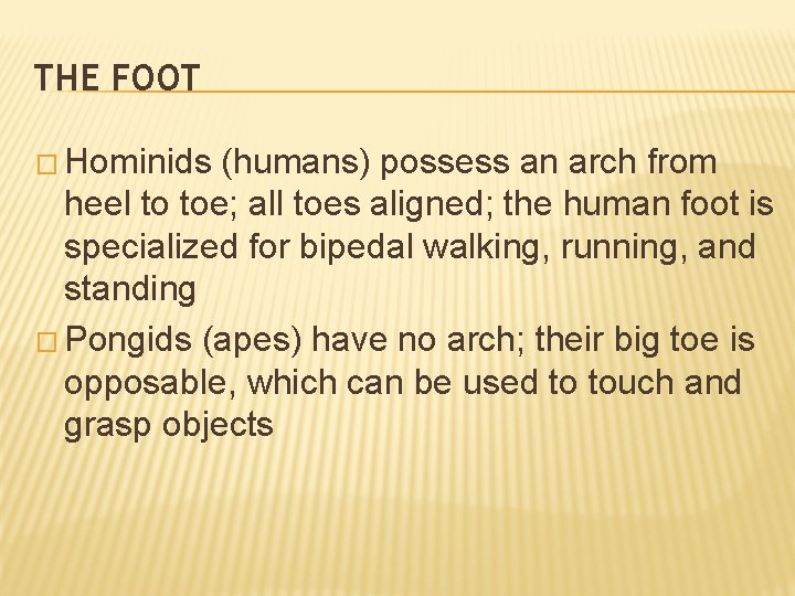 THE FOOT � Hominids (humans) possess an arch from heel to toe; all toes