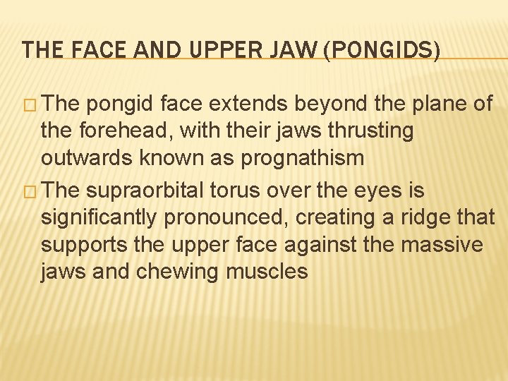 THE FACE AND UPPER JAW (PONGIDS) � The pongid face extends beyond the plane