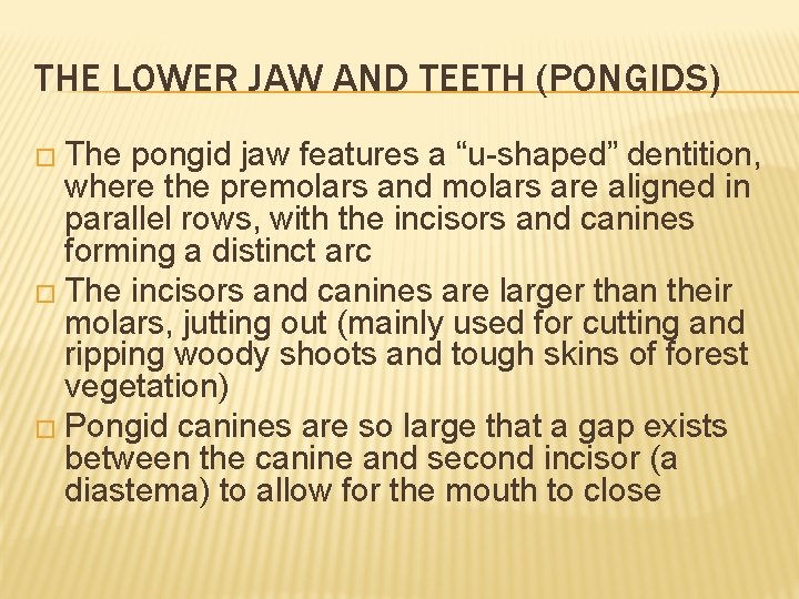 THE LOWER JAW AND TEETH (PONGIDS) � The pongid jaw features a “u-shaped” dentition,