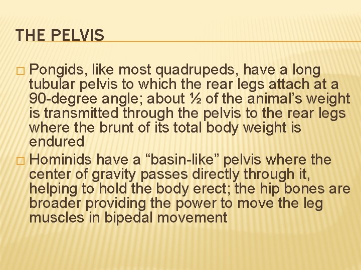 THE PELVIS � Pongids, like most quadrupeds, have a long tubular pelvis to which