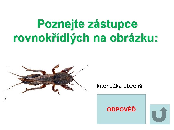 Poznejte zástupce rovnokřídlých na obrázku: 1. krtonožka obecná 