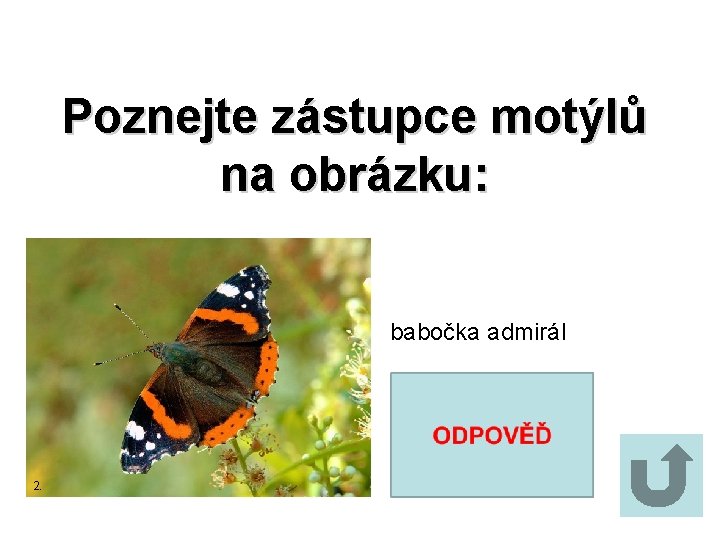 Poznejte zástupce motýlů na obrázku: babočka admirál 2. 