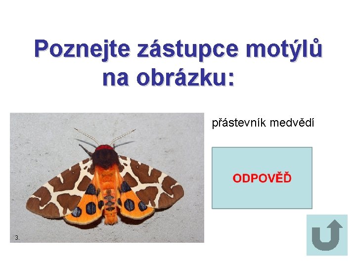 Poznejte zástupce motýlů na obrázku: přástevník medvědí 3. 