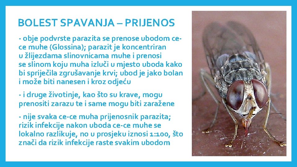 BOLEST SPAVANJA – PRIJENOS - obje podvrste parazita se prenose ubodom cece muhe (Glossina);