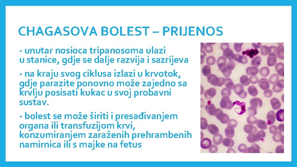 CHAGASOVA BOLEST – PRIJENOS - unutar nosioca tripanosoma ulazi u stanice, gdje se dalje