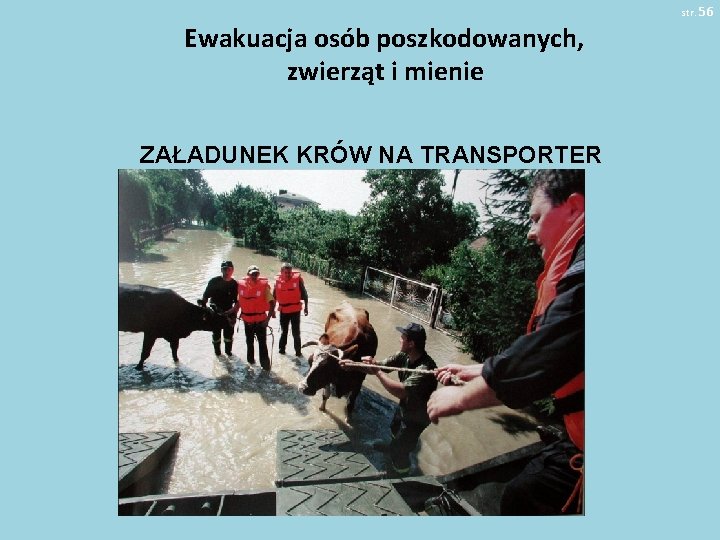 str. 56 Ewakuacja osób poszkodowanych, zwierząt i mienie ZAŁADUNEK KRÓW NA TRANSPORTER PŁYWAJĄCY 