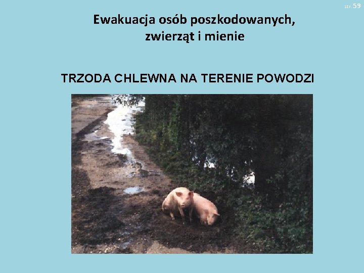 str. 59 Ewakuacja osób poszkodowanych, zwierząt i mienie TRZODA CHLEWNA NA TERENIE POWODZI 