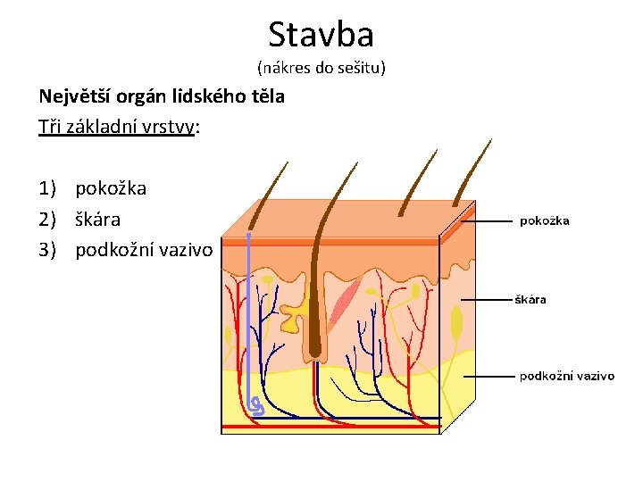 Stavba (nákres do sešitu) Největší orgán lidského těla Tři základní vrstvy: 1) pokožka 2) Stavba (nákres do sešitu) Největší orgán lidského těla Tři základní vrstvy: 1) pokožka 2)