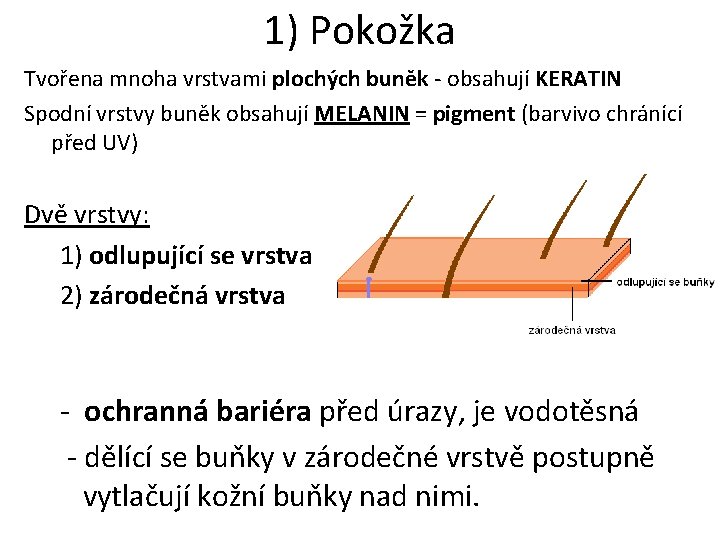 1) Pokožka Tvořena mnoha vrstvami plochých buněk - obsahují KERATIN Spodní vrstvy buněk obsahují 1) Pokožka Tvořena mnoha vrstvami plochých buněk - obsahují KERATIN Spodní vrstvy buněk obsahují