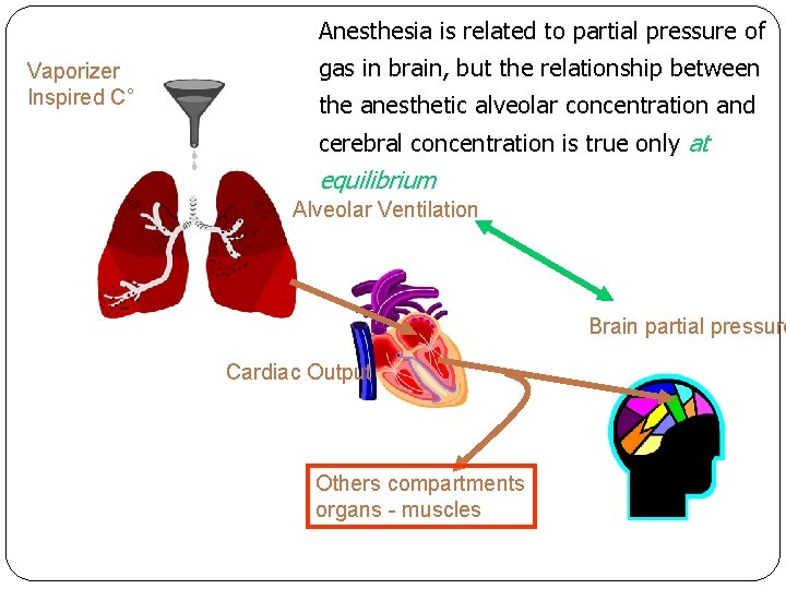 Anesthesia is related to partial pressure of Vaporizer Inspired C° gas in brain, but