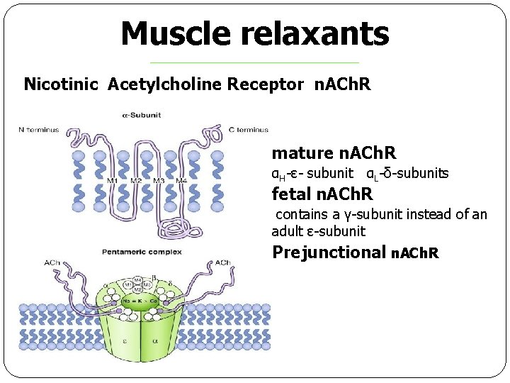Muscle relaxants Nicotinic Acetylcholine Receptor n. ACh. R mature n. ACh. R αH-ε- subunit
