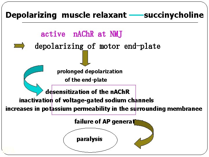 Depolarizing muscle relaxant ——succinycholine 　　　　 active n. ACh. R at NMJ 　 　　　 depolarizing