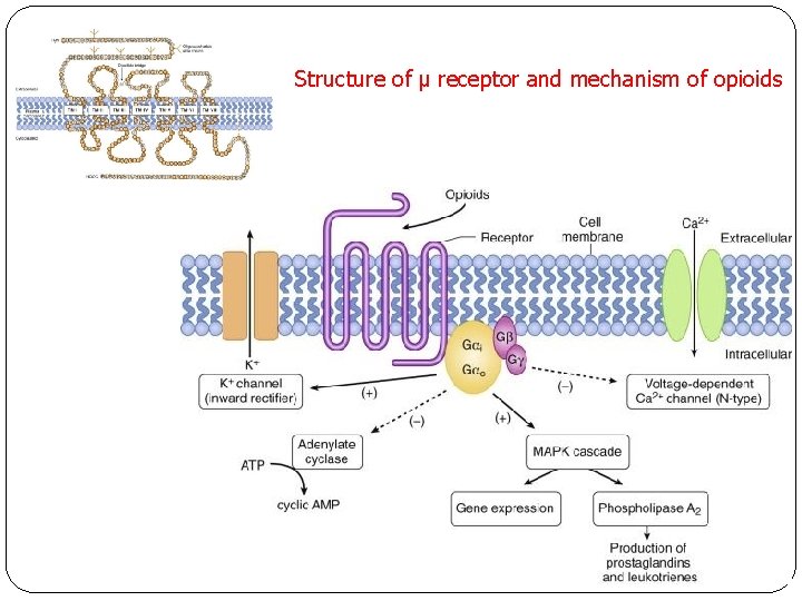 Structure of μ receptor and mechanism of opioids 