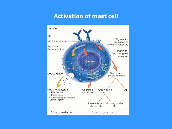 Activation of mast cell 