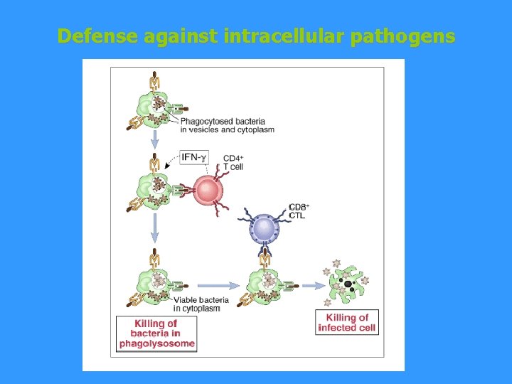 Defense against intracellular pathogens 