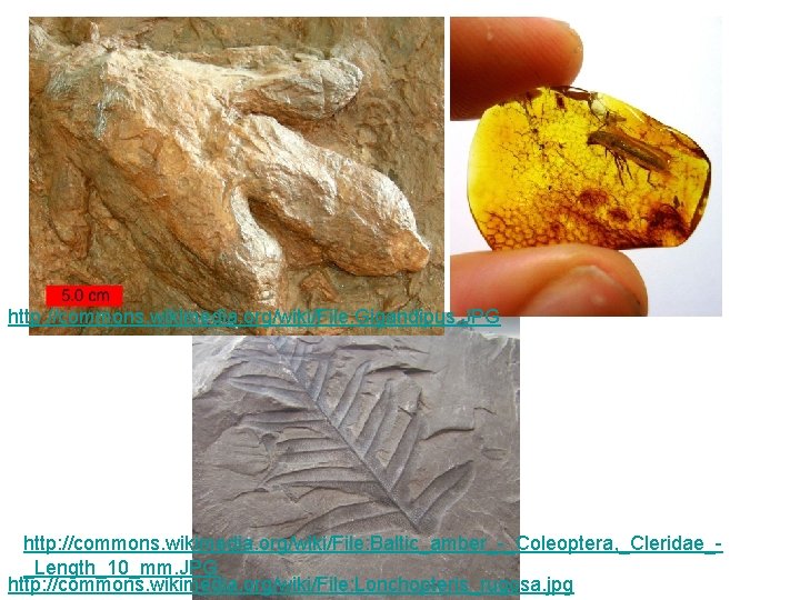 http: //commons. wikimedia. org/wiki/File: Gigandipus. JPG http: //commons. wikimedia. org/wiki/File: Baltic_amber_-_Coleoptera, _Cleridae__Length_10_mm. JPG http: