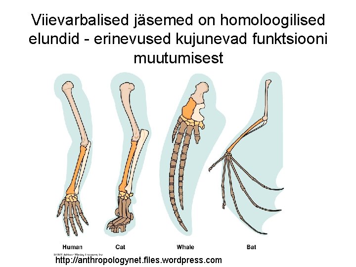 Viievarbalised jäsemed on homoloogilised elundid - erinevused kujunevad funktsiooni muutumisest http: //anthropologynet. files. wordpress.