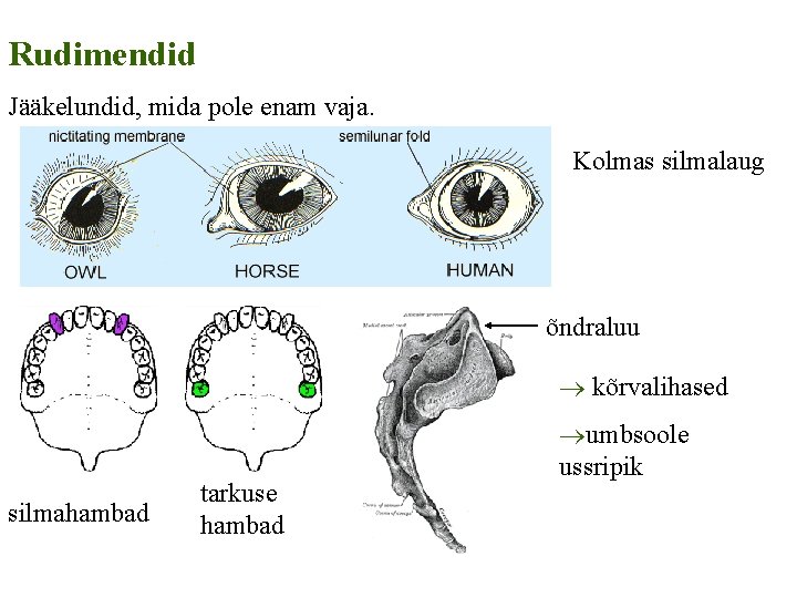 Rudimendid Jääkelundid, mida pole enam vaja. Kolmas silmalaug õndraluu ® kõrvalihased silmahambad tarkuse hambad