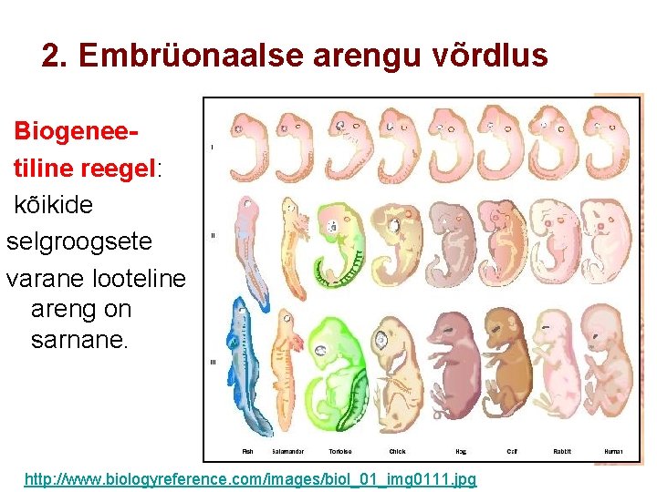 2. Embrüonaalse arengu võrdlus Biogeneetiline reegel: kõikide selgroogsete varane looteline areng on sarnane. http: