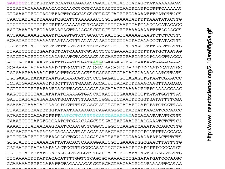 http: //www. insectscience. org/2. 10/ref/fig 5 a. gif 