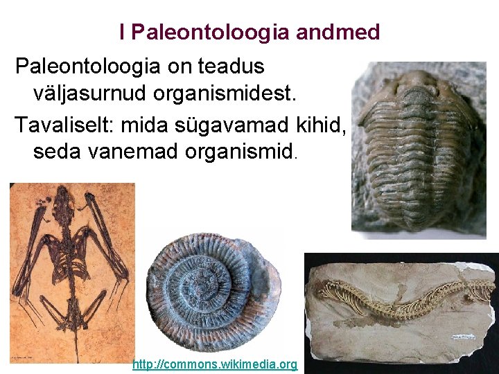 I Paleontoloogia andmed Paleontoloogia on teadus väljasurnud organismidest. Tavaliselt: mida sügavamad kihid, seda vanemad