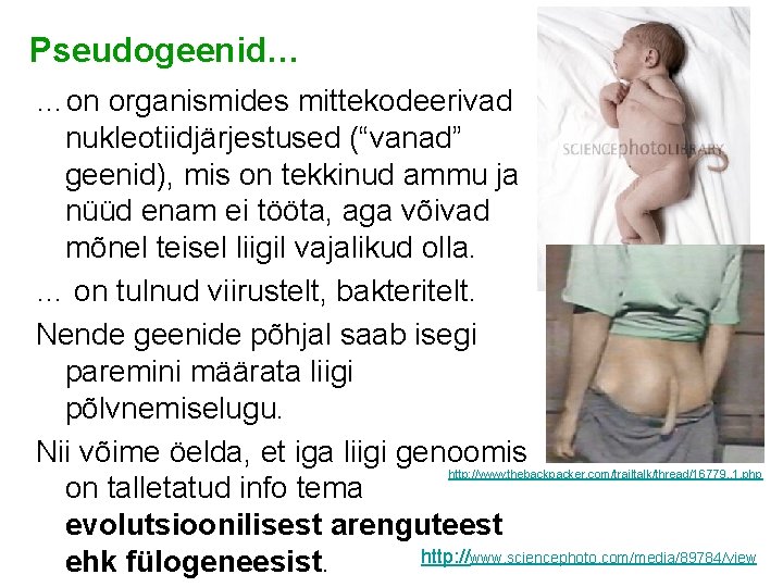 Pseudogeenid… …on organismides mittekodeerivad nukleotiidjärjestused (“vanad” geenid), mis on tekkinud ammu ja nüüd enam