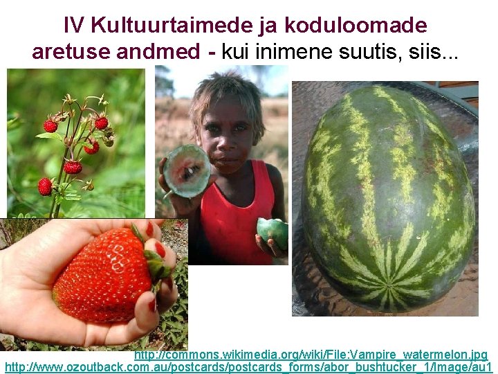 IV Kultuurtaimede ja koduloomade aretuse andmed - kui inimene suutis, siis. . . http: