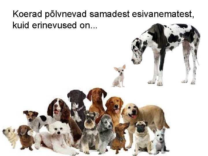 Koerad põlvnevad samadest esivanematest, kuid erinevused on. . . 