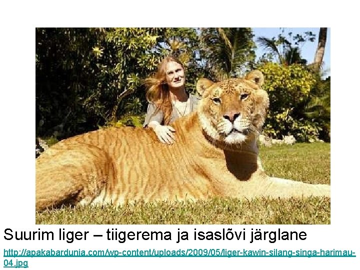 Suurim liger – tiigerema ja isaslõvi järglane http: //apakabardunia. com/wp-content/uploads/2009/05/liger-kawin-silang-singa-harimau 04. jpg 