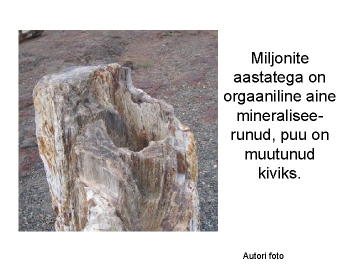 Miljonite aastatega on orgaaniline aine mineraliseerunud, puu on muutunud kiviks. Autori foto 