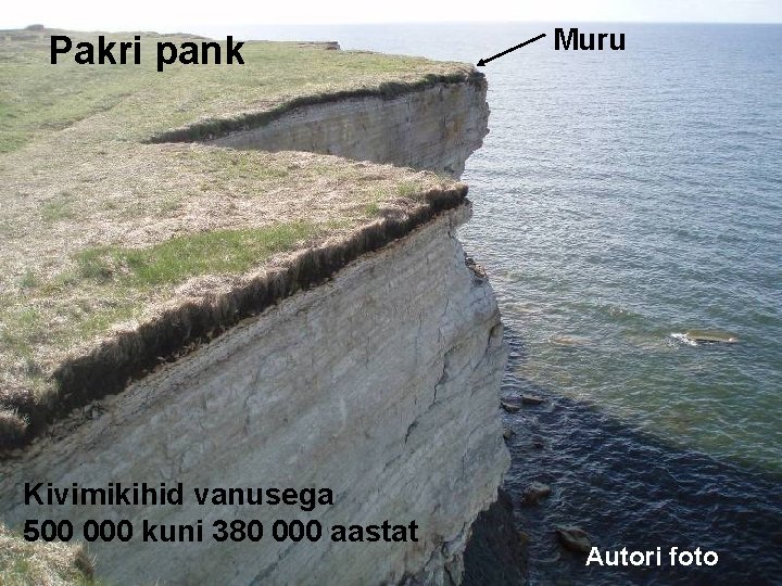 Pakri pank Kivimikihid vanusega 500 000 kuni 380 000 aastat Muru Autori foto 