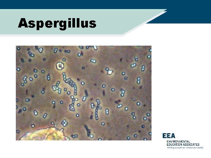 Aspergillus 