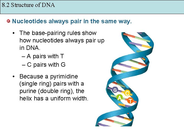 8. 2 Structure of DNA Nucleotides always pair in the same way. • The