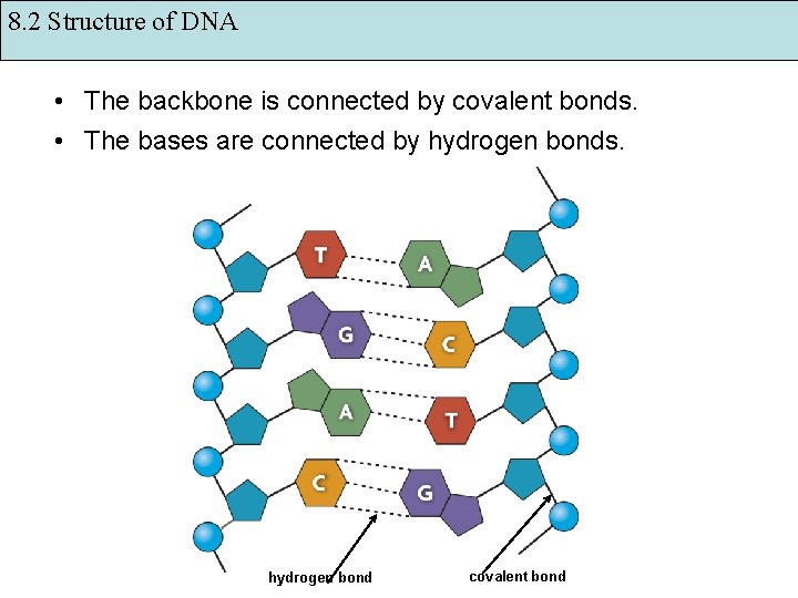 8. 2 Structure of DNA • The backbone is connected by covalent bonds. •