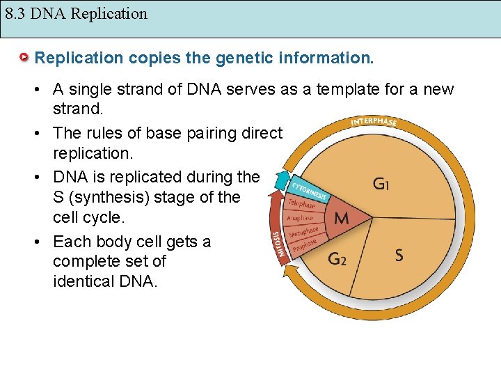 8. 3 DNA Replication copies the genetic information. • A single strand of DNA