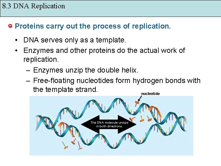 8. 3 DNA Replication Proteins carry out the process of replication. • DNA serves