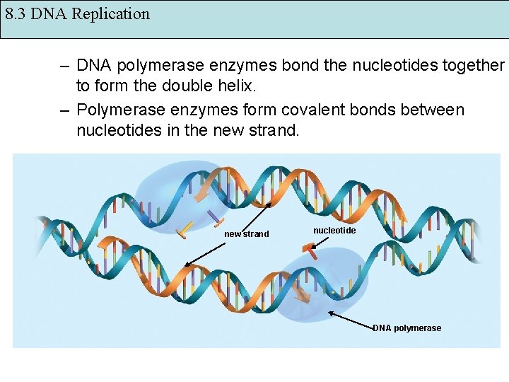 8. 3 DNA Replication – DNA polymerase enzymes bond the nucleotides together to form