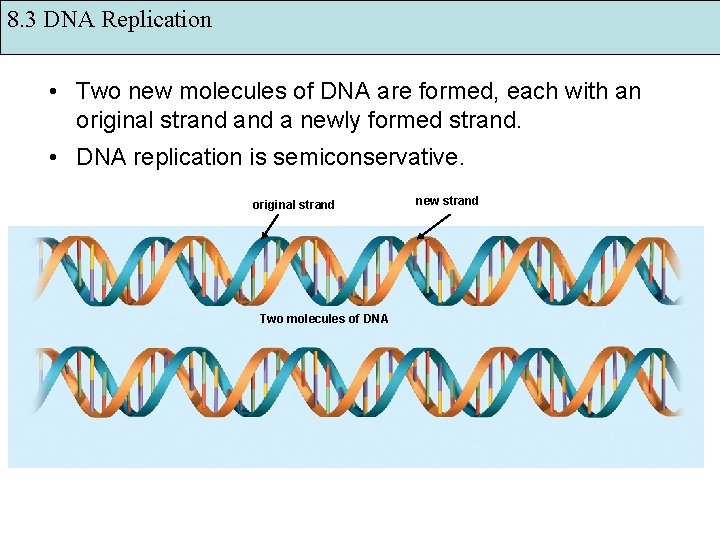 8. 3 DNA Replication • Two new molecules of DNA are formed, each with