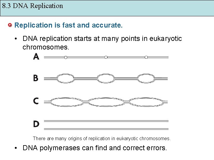 8. 3 DNA Replication is fast and accurate. • DNA replication starts at many